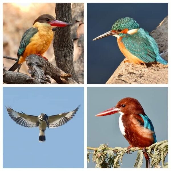 WhatsApp Image 2023-11-09 at 5.18.49 AM (1)